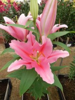 [5537 PO40 Think Pink No02.JPG]